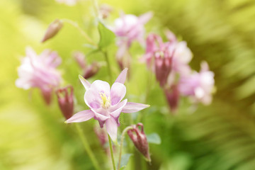 Beautiful blooming flowers on blurred natural background