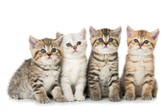 Vier Kätzchen