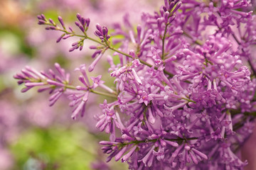 Beautiful lilac branch, closeup