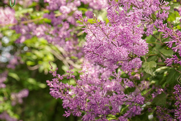 Fototapeta premium Beautiful lilac branch, closeup