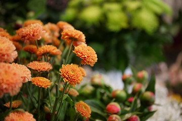 Beautiful blooming Chrysanthemum flowers on blurred natural background