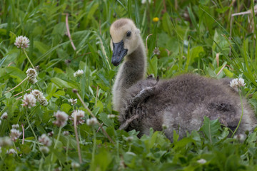 Young goose in the grass