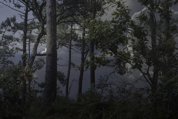 Obraz na płótnie Canvas Dark woods at dusk