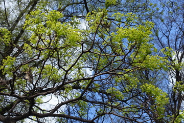 Flowering branches of Acer platanoides against the sky