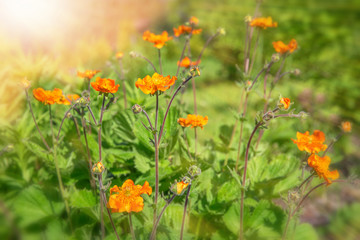 Small bright red orange flowers in the sunlight. Spring summer nature background.