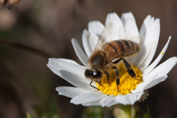 Bee on flower - pollination