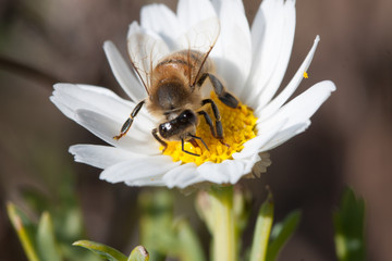 Bee on flower - pollination