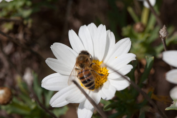 Bee on flower - pollination