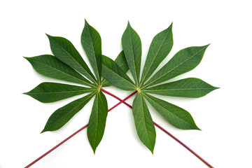 Green leaves on white background
