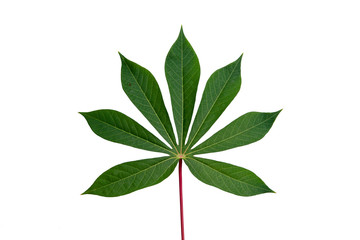 Green leaves on white background
