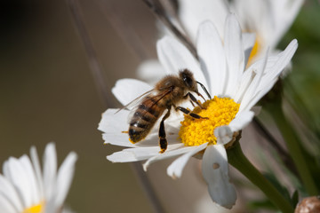 Bee on flower - pollination