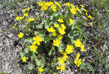 flowering marsh marigold (Caltha palustris)