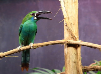 Toucanet émeraude perché