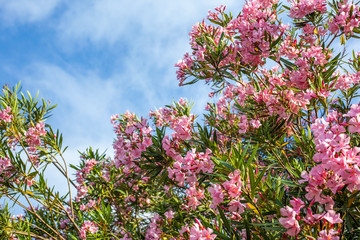 Beautiful pink nerium oleander flowers on bright summer day