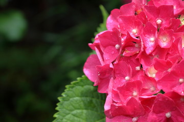 Obraz premium 鮮やかな赤色のアジサイ