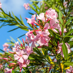 Beautiful pink nerium oleander flowers on bright summer day