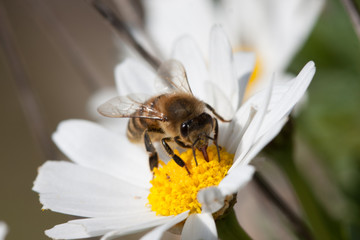Bee on flower - pollination