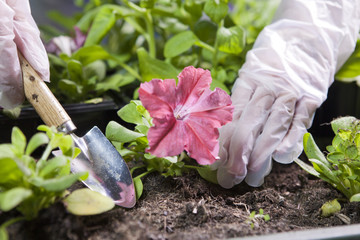 female hands in protective gloves with a landing scoop and petunia seedling