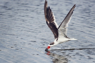 Black skimmer (Rynchops niger)