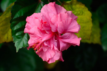 Hibiscus flower