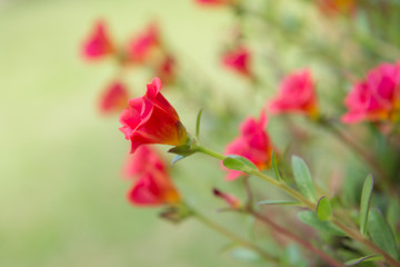 beautiful of portulaca oleracea flower