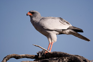 Pale Chanting Goshawk alert to other nearby raptor activity