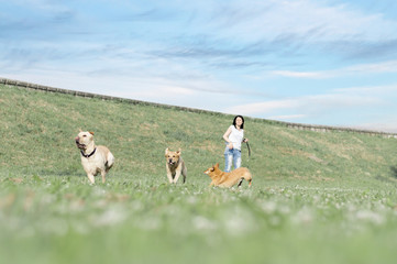 labrador playing and brings the ball