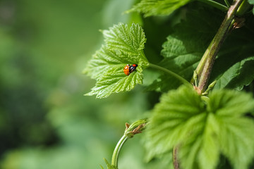 Hopfen, Humulus lupulus