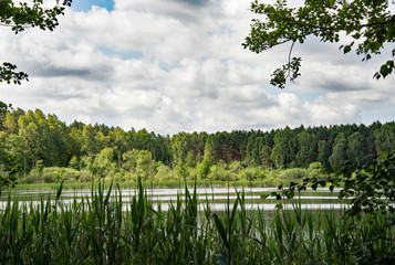 Small lake in a forest on a sunny summer day