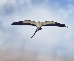 Swallow-tailed Kite  in flight