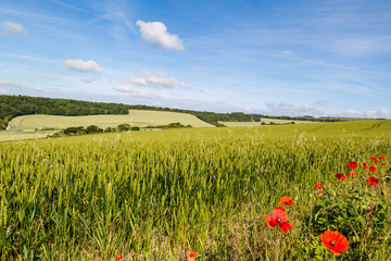 Sussex Landscape with Poppies