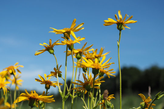Arnika, Arnica montana