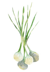 fresh onion illustration. Hand drawn watercolor on white background.