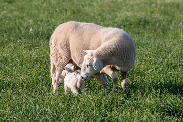 Fototapeta premium Ewe nursing her lamb in a grassy field.