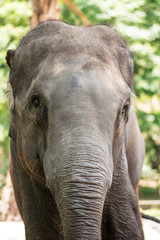 Asian elephant