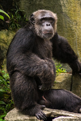 Naklejka premium Chimpanzee