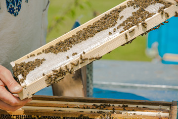 Beekeeper taking out frame with honeycomb out of a beehive with bare hands. Beekeeper on apiary. pulling frame from the hive