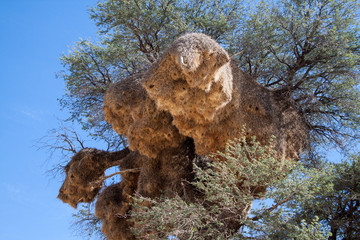Sociable Weaver bird nest/colony