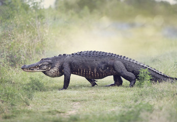 Large American Alligator walking