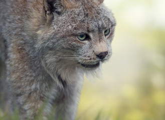Canada Lynx