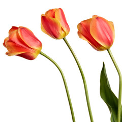 Isolated tulips on a white background