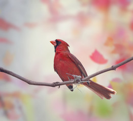 Male Northern Cardinal