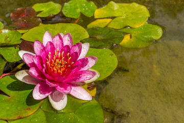 Eine pinkfarbene Seerosenblüte schwimmt in einem Teich