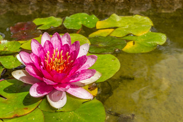 Pinkfarbene Blüte einer Seerose im Teich