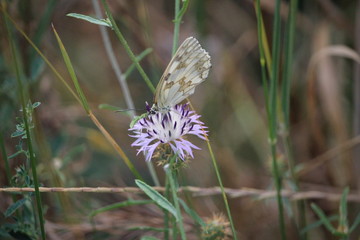 papillon sur une fleur