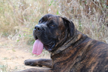 Fototapeta premium chien cane corso qui tire la langue 
