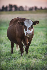 Cow la pampa, Argentina