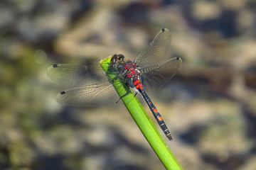 Kleine Moosjungfer, Leucorrhinia dubia