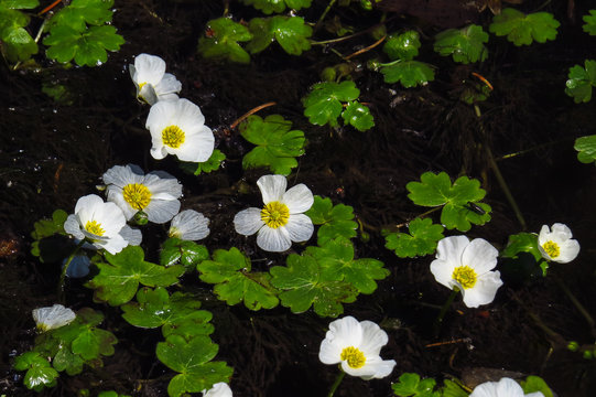 Wasserhahnenfuß, Ranunculus Aquatilis