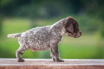 Teneri cuccioli di kurzhaar © pappaga1